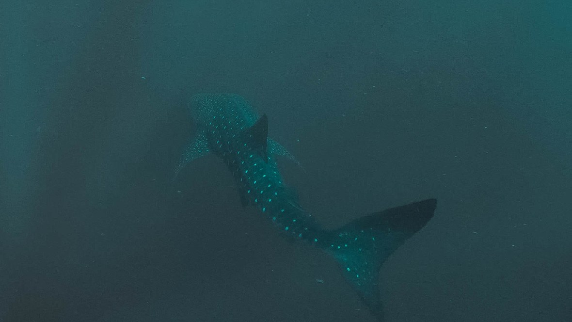 My new video project10